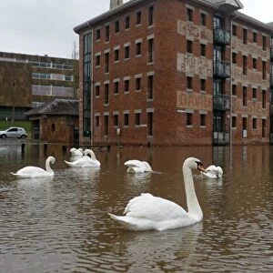 Mute Swan (Cygnus olor) flock, swimming in streets flooded by river, River Severn, Worcester, Worcestershire, England