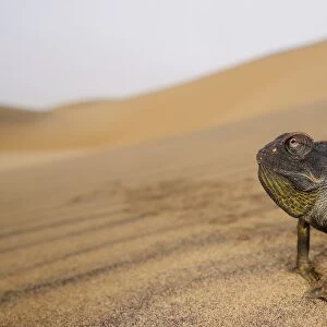 Namaqua Chameleon (Chamaeleo namaquensis) adult, walking on sand dune in desert, Namib Desert, Namibia, February
