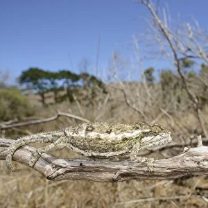 Namaqua Dwarf Chameleon (Bradypodion occidentale) adult, climbing on branch, South Africa, February