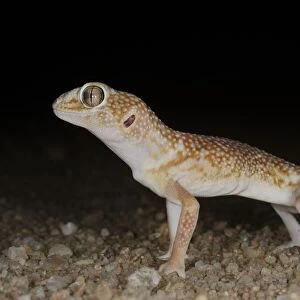 Namib Giant Ground Gecko Chondrodactylus angulifer adult, standing in desert at night, Namib Desert, Namibia, February