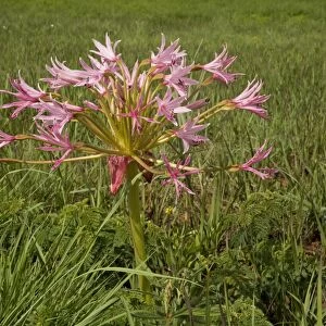 Natal Candelabra Flower (Brunsvigia natalensis) flowering, growing in grassland, Royal Natal N. P