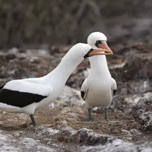 Nazca Booby (Sula granti) adult pair, in courtship display, Galapagos Islands Nazca Booby (Sula granti) adult pair, in courtship display, Galapagos Islands