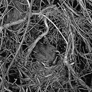 Nesting Blackbird at Staverton Forest, Suffolk -1948. Taken by Eric Hosking