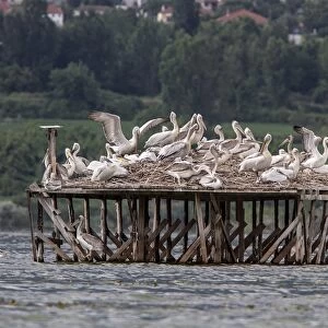 Nesting colony of Dalmatian Pelican on Lake Kerkini, Greece
