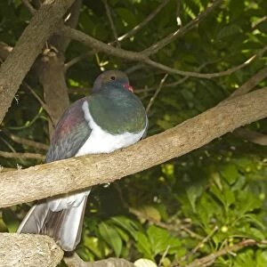 New Zealand Pigeon (Hemiphaga novaeseelandiae) adult, perched on branch, New Zealand, november
