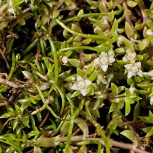 New Zealand Pygmyweed (Crassula helmsii) introduced invasive species, flowering, growing in pond, New Forest