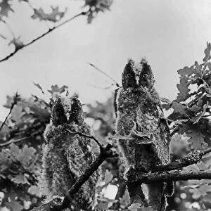 Newly fledged Long-eared Owls. May 1940 near Kings Lynn Norfolk taken using a Sanserson Camera witha Tessar 21cm lens