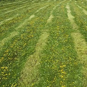 Newly mowed grass in traditional upland hay meadow, Cumbria, England, July