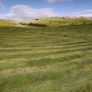 Newly mowed upland hay meadow, Cumbria, England, June Newly mowed upland hay meadow, Cumbria, England, June