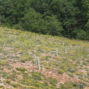 Newly planted oak trees in truffle orchard, Causse de Gramat, Massif Central, Lot, France, may