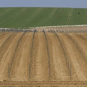Newly planted vineyard, Rathfinny Estate, Alfriston, South Downs, East Sussex, England, May