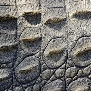 Nile Crocodile (Crocodylus niloticus) adult, close-up of skin, South Africa (captive)