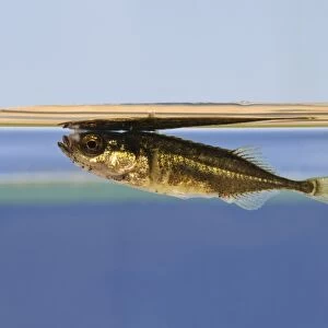 Nine-spined Stickleback (Pungitius pungitius) adult, swimming just below water surface, Crossness Nature Reserve