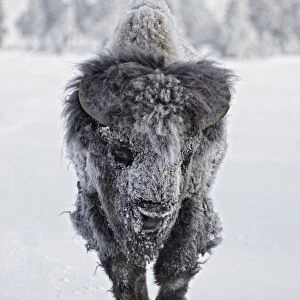 North American Bison (Bison bison) adult male, with coat covered in ice, walking on snow, Yellowstone N. P