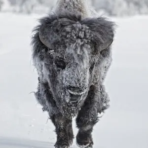 North American Bison Print North American Bison Print