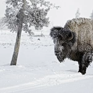 North American Bison (Bison bison) adult male, standing on snow covered road, Yellowstone N. P. Wyoming, U. S. A. february