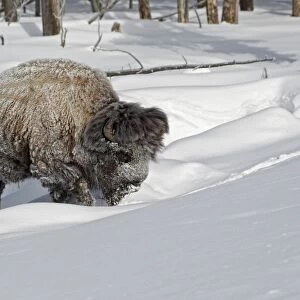 North American Bison (Bison bison) adult male, with coat covered in ice, walking in deep snow, Yellowstone N. P. Wyoming, U. S. A. february