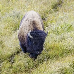 North American Bison (Bison bison) adult male, following trail through grassland, Yellowstone N. P. Wyoming, U. S. A