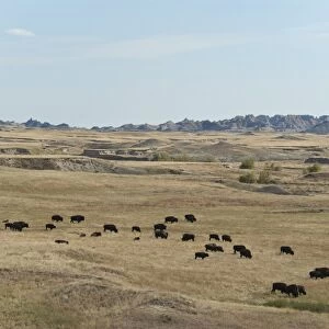 North American Bison (Bison bison) herd, grazing in prairie habitat, Sage Creek Wilderness, Badlands N. P, South Dakota, U. S. A. september