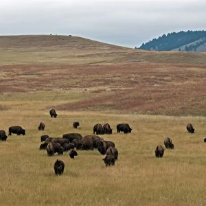 North American Bison (Bison bison) herd, grazing in hilly prairie habitat, Wind Cave N. P