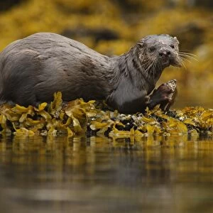 North American River Otter (Lontra canadensis) adult, with scarred head and nose