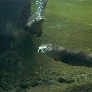 North American River Otter (Lontra canadensis) two adults, swimming underwater (captive)