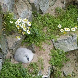 Northern Fulmar (Fulmaris glacialis) chick, sitting at nest on cliff, Durness, Sutherland, Highlands, Scotland, july
