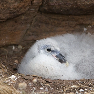 Northern Fulmar (Fulmaris glacialis) chick, sitting in nest on cliff, Handa Island, Sutherland, Highlands, Scotland, july