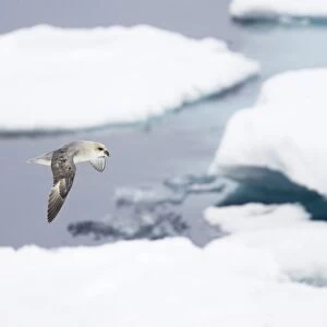 Northern Fulmar (Fulmaris glacialis) dark form, adult, in flight over sea ice, Spitsbergen, Svalbard