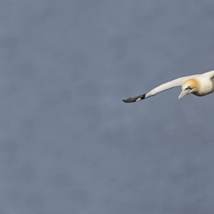 Northern Gannet (Morus bassanus) adult, in flight, Bempton Cliffs RSPB Reserve, Bempton, East Yorkshire, England, July