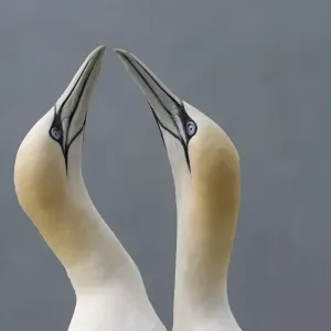 Northern Gannet (Morus bassanus) adult pair, in courtship display, Bass Rock, Firth of Forth, Scotland Northern Gannet (Morus bassanus) adult pair, in courtship display, Bass Rock, Firth of Forth, Scotland