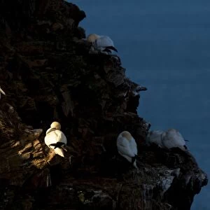 Northern Gannet (Morus bassanus) adults, roosting on cliff ledges, with two illuminated by shaft of sunlight