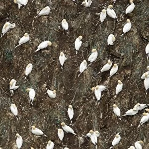 Northern Gannet (Morus bassanus) adults, nesting colony with fishing rubbish in nests, Hermaness, Unst, Shetland Islands, Scotland, june