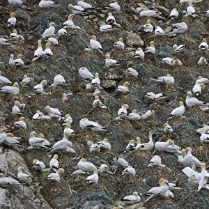 Northern Gannet (Morus bassanus) adults, nesting colony with fishing rubbish in nests, Hermaness N. N. R. Unst, Shetland Islands, Scotland, june