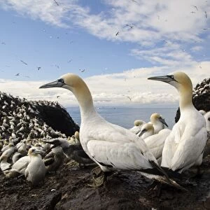 Northern Gannet (Morus bassanus) adults and chicks, nesting colony on volcanic plug island, Bass Rock, Firth of Forth