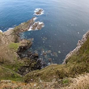 Northern Gannet (Morus bassanus) colony, nesting and in flight around cliff habitat, Troup Head, Moray Firth