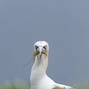 Northern Gannet (Morus bassanus) sub-adult, third winter plumage, with nesting material in beak on clifftop