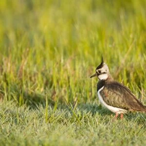 Northern Lapwing (Vanellus vanellus) adult female, breeding plumage, standing in dew covered grass at dawn