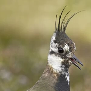 Northern Lapwing (Vanellus vanellus) adult, summer plumage, calling, close-up of head, Mainland, Shetland Islands, Scotland