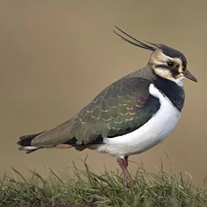Northern Lapwing (Vanellus vanellus) adult, winter plumage, standing on grass, Norfolk, England, february