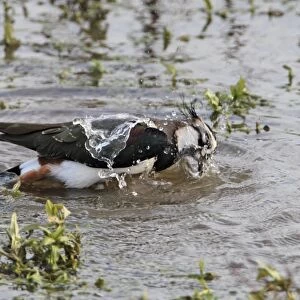 Northern Lapwing (Vanellus vanellus) adult, winter plumage, bathing in shallow water, Titchwell RSPB Reserve, Norfolk