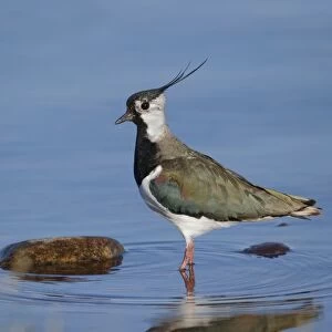 Northern Lapwing (Vanellus vanellus) adult male, breeding plumage, standing in shallow water, Highlands, Scotland, May