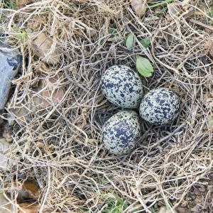 Northern Lapwing (Vanellus vanellus) three eggs in nest, Breckland, Norfolk, England, April