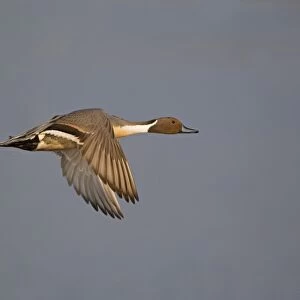 Northern Pintail (Anas acuta) adult male, in flight, Minsmere RSPB Reserve, Suffolk, England, april