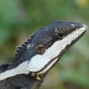 Northern Water Dragon (Lophognathus temporalis) adult male, close-up of head, Kakadu N. P. Northern Territory, Australia