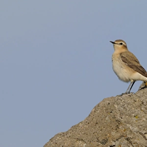 Northern Wheatear (Oenanthe oenanthe) adult female, standing on rock, Lemnos, Greece, April