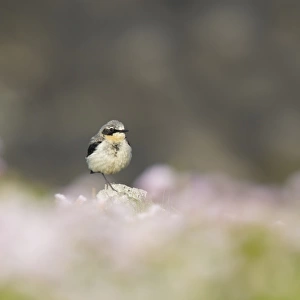 Northern Wheatear (Oenanthe oenanthe) adult male, summer plumage, standing on rock amongst Thrift (Armeria maritima)