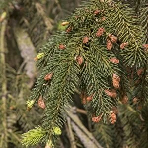 Norway Spruce leaf and buds