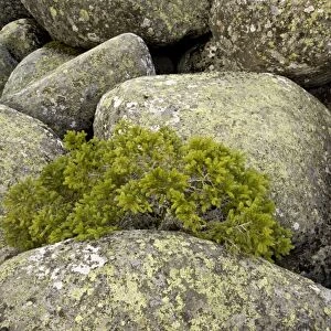 Norway Spruce (Picea abies) dwarfed habit, growing amongst granite boulders in stone run