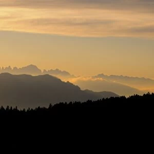 Norway Spruce (Picea abies) mountain forest habitat, silhouetted at sunset, Brenta Massif, Dolomites, Italian Alps